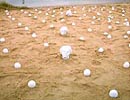 Инсталляция Валерия Айзенберга и Ирины Даниловой "Афродита, рождающаяся из яйцеклетки".
