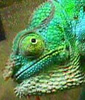 chameleo.jpg (14771 bytes)