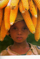 corn.jpg (8176 bytes)