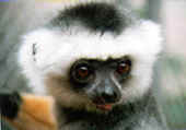 lemur.jpg (2984 bytes)