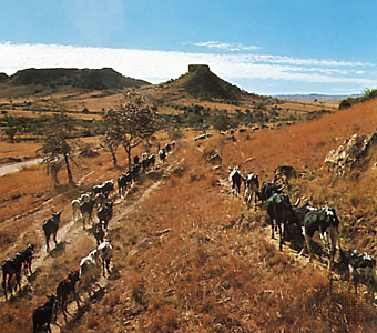 Zebu cattle near Toliara, Madagascar. -.jpg (47004 bytes)